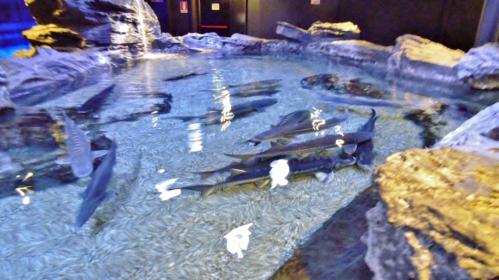 Foto: Acuario - Génova (Liguria), Italia