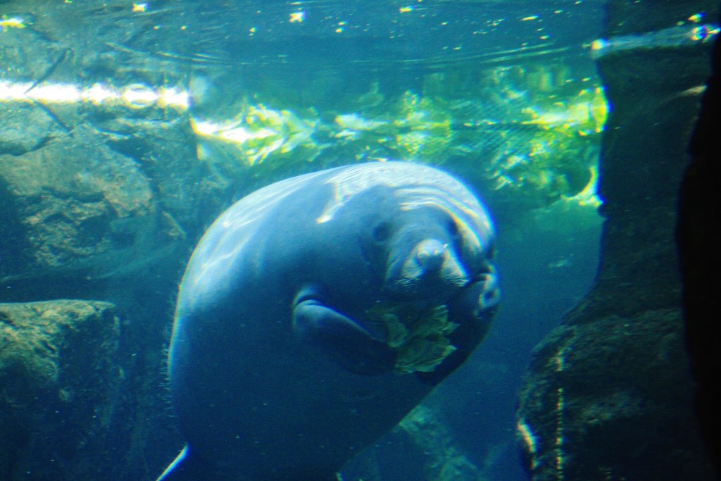 Foto: Acuario - Génova (Liguria), Italia