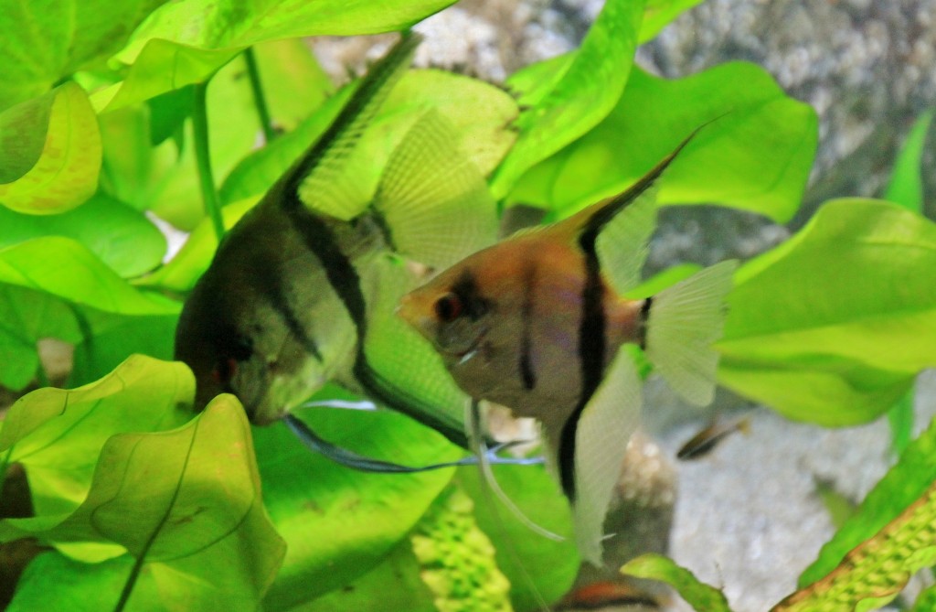 Foto: Acuario - Génova (Liguria), Italia