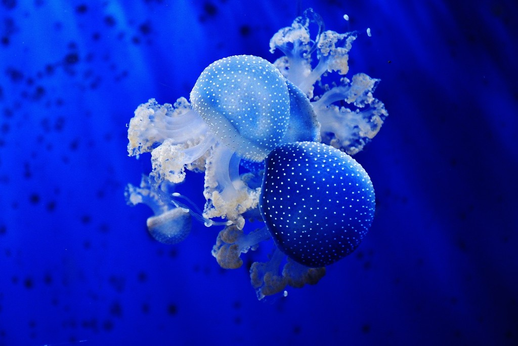 Foto: Acuario - Génova (Liguria), Italia