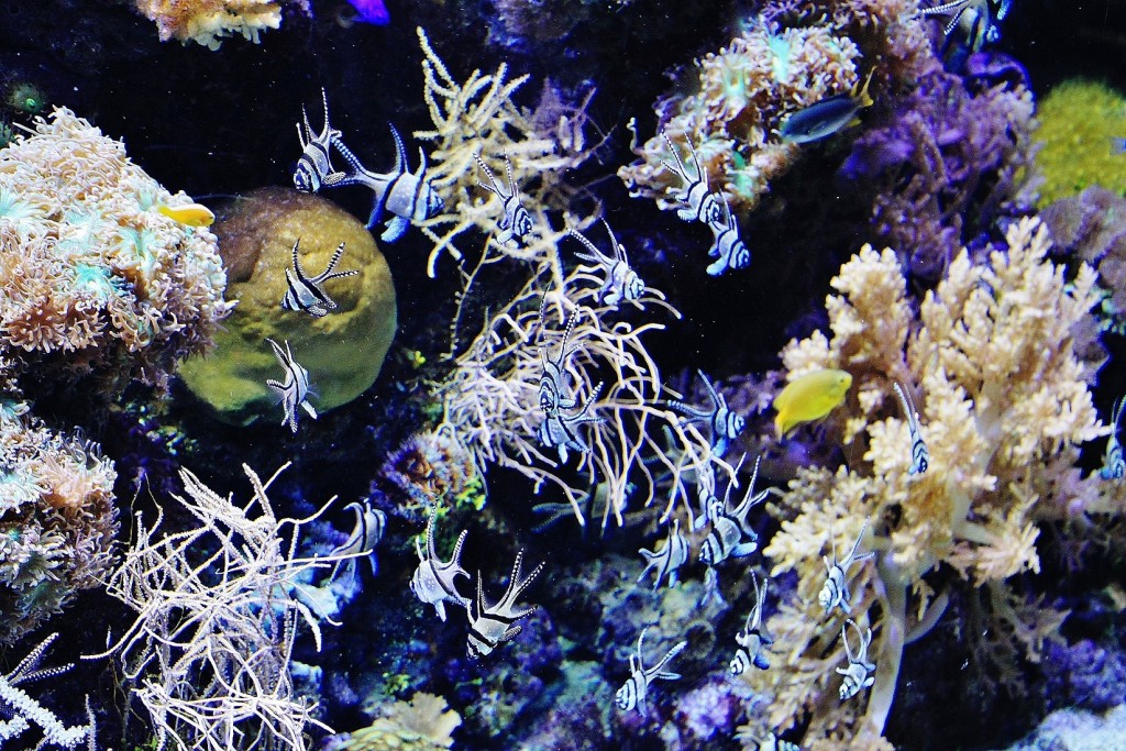 Foto: Acuario - Génova (Liguria), Italia