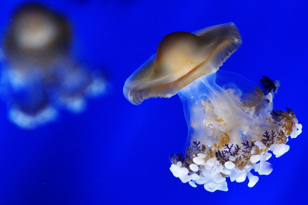 Foto: Acuario - Génova (Liguria), Italia