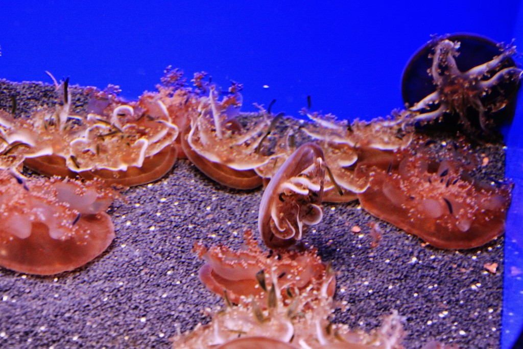 Foto: Acuario - Génova (Liguria), Italia