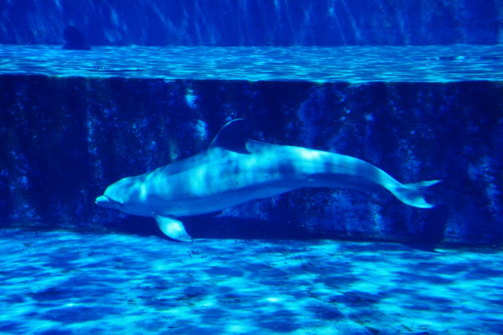 Foto: Acuario - Génova (Liguria), Italia