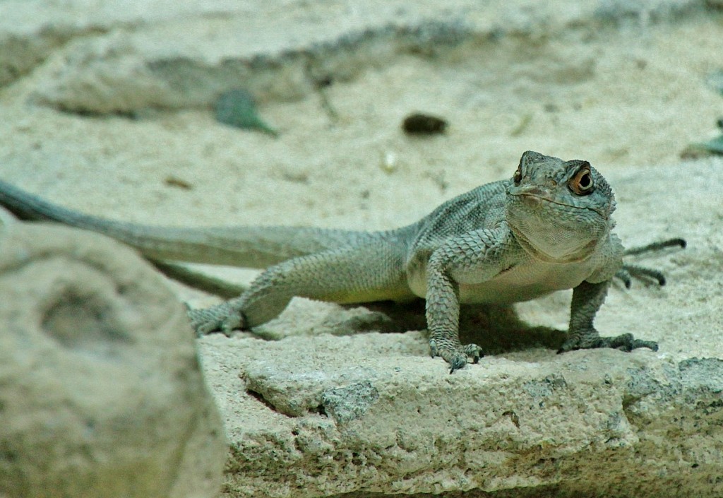 Foto: Acuario - Génova (Liguria), Italia