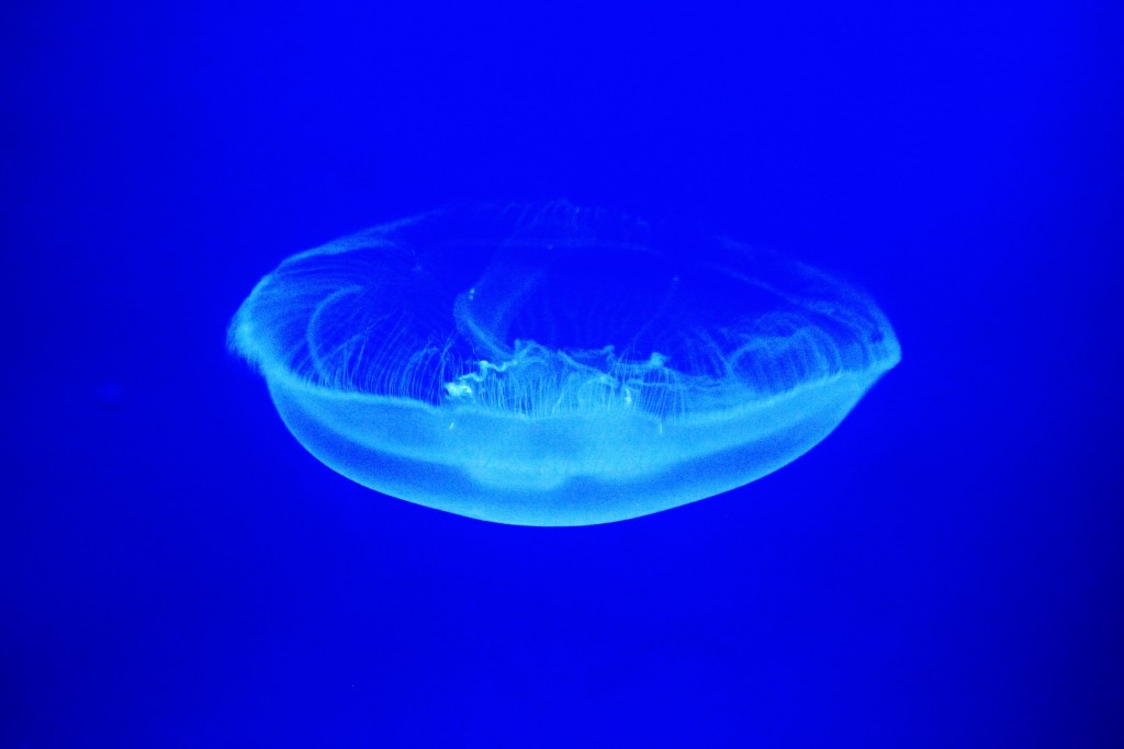 Foto: Acuario - Génova (Liguria), Italia