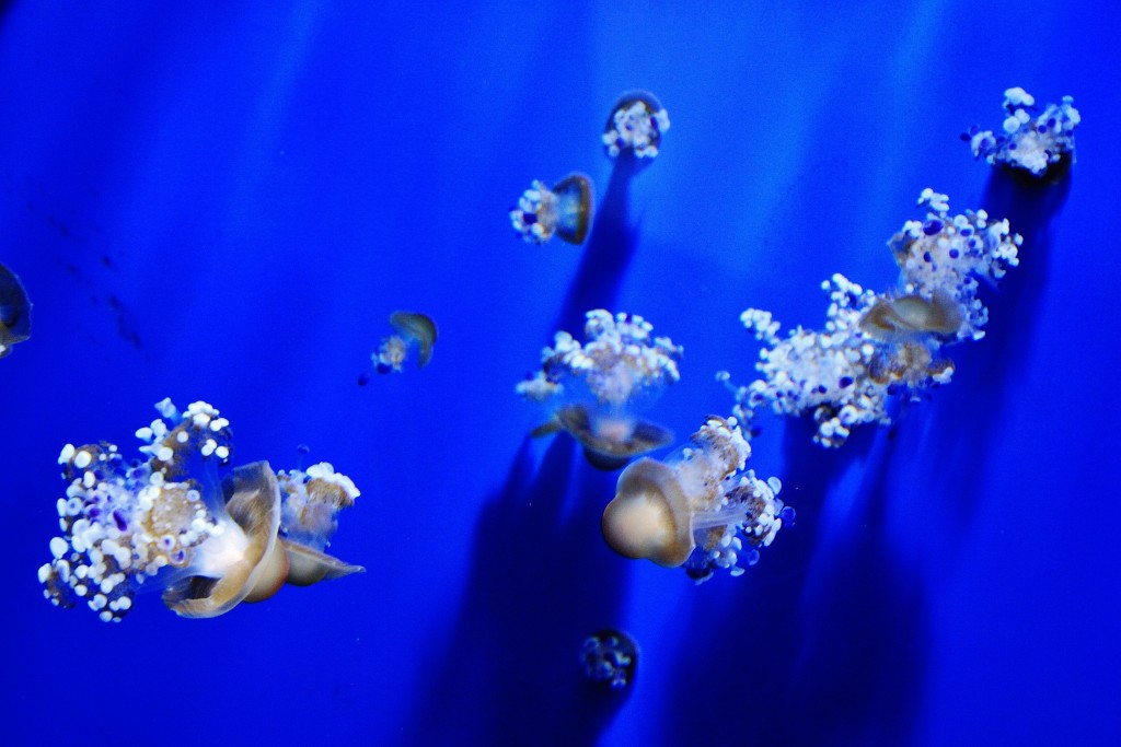 Foto: Acuario - Génova (Liguria), Italia