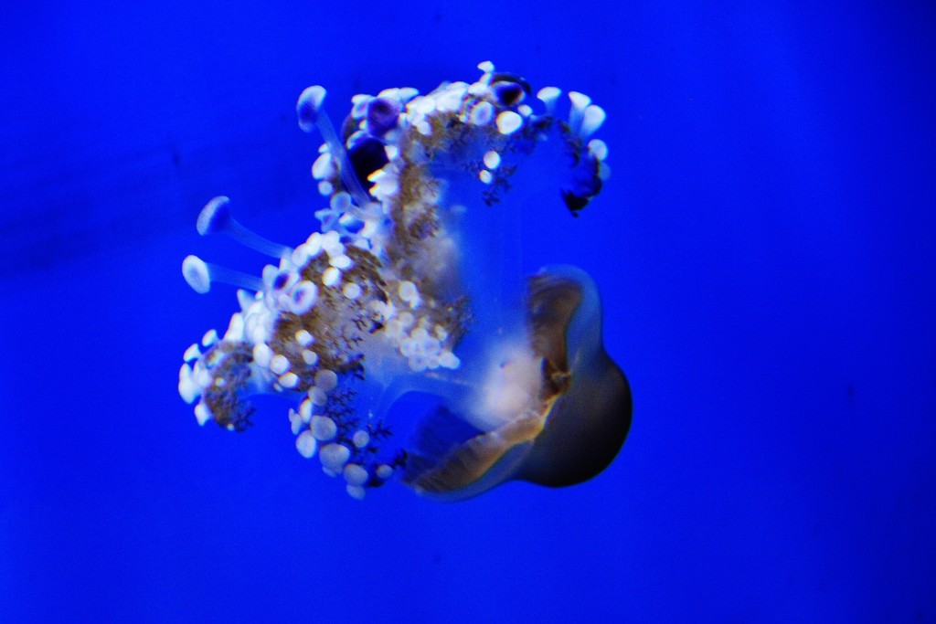 Foto: Acuario - Génova (Liguria), Italia