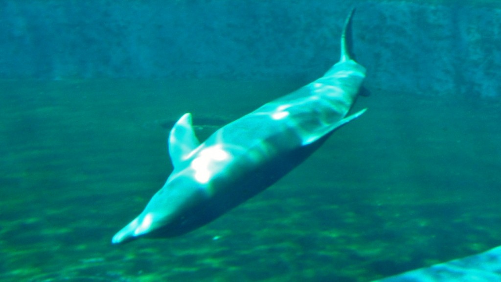 Foto: Acuario - Génova (Liguria), Italia