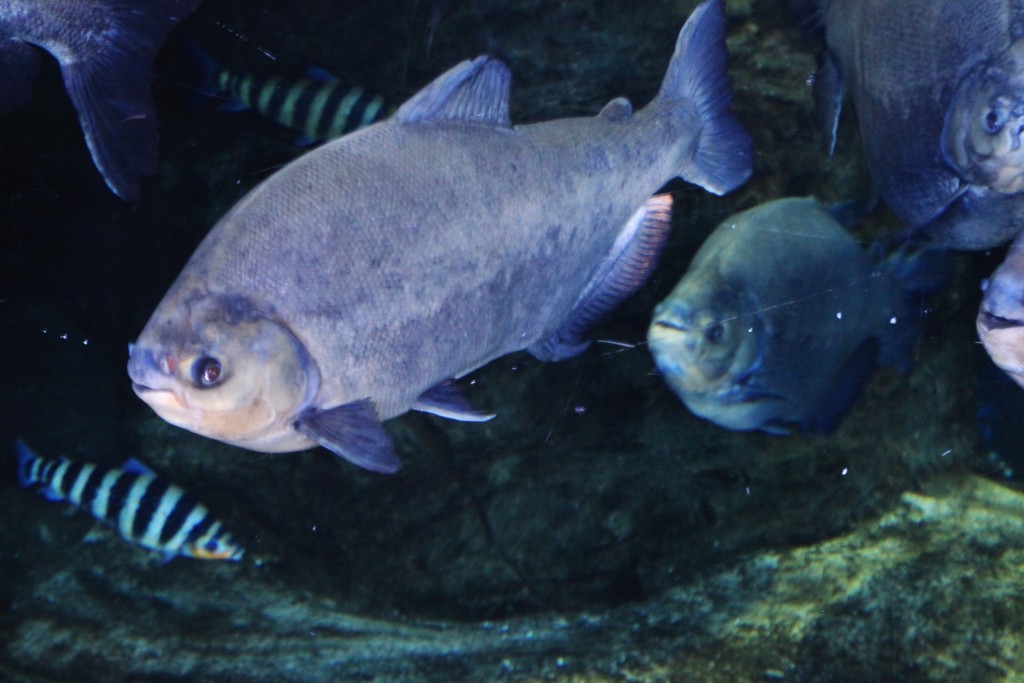 Foto: Acuario - Génova (Liguria), Italia