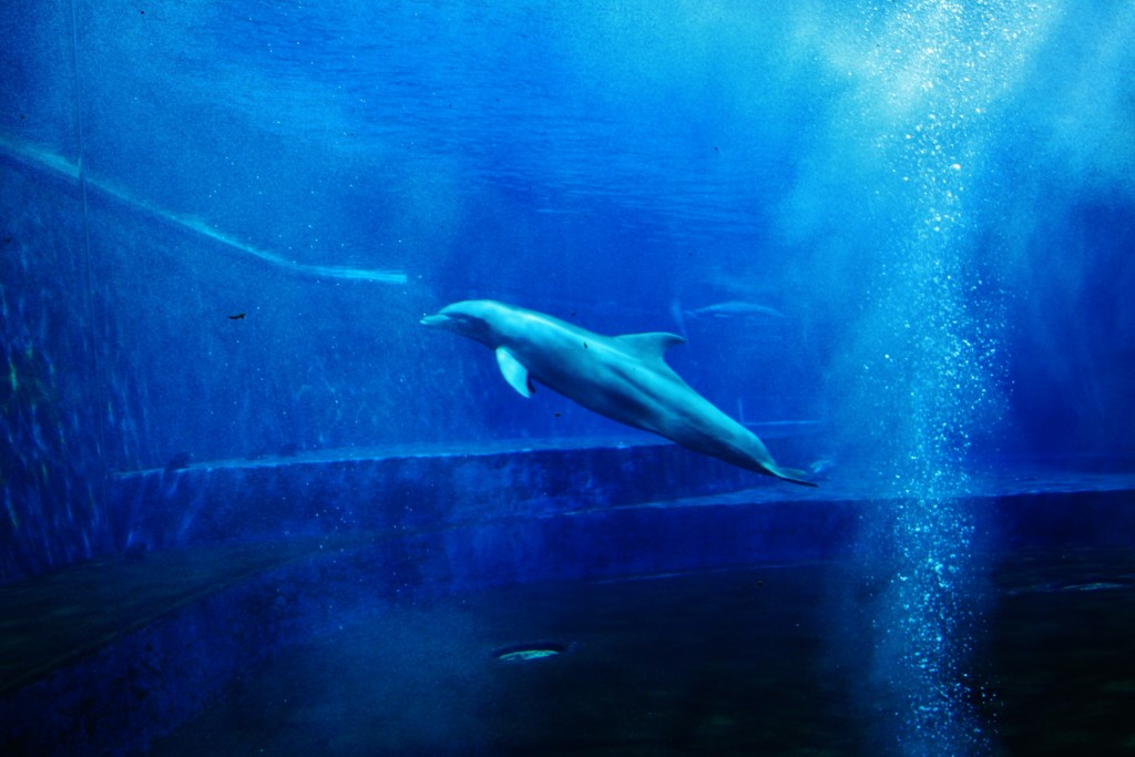 Foto: Acuario - Génova (Liguria), Italia