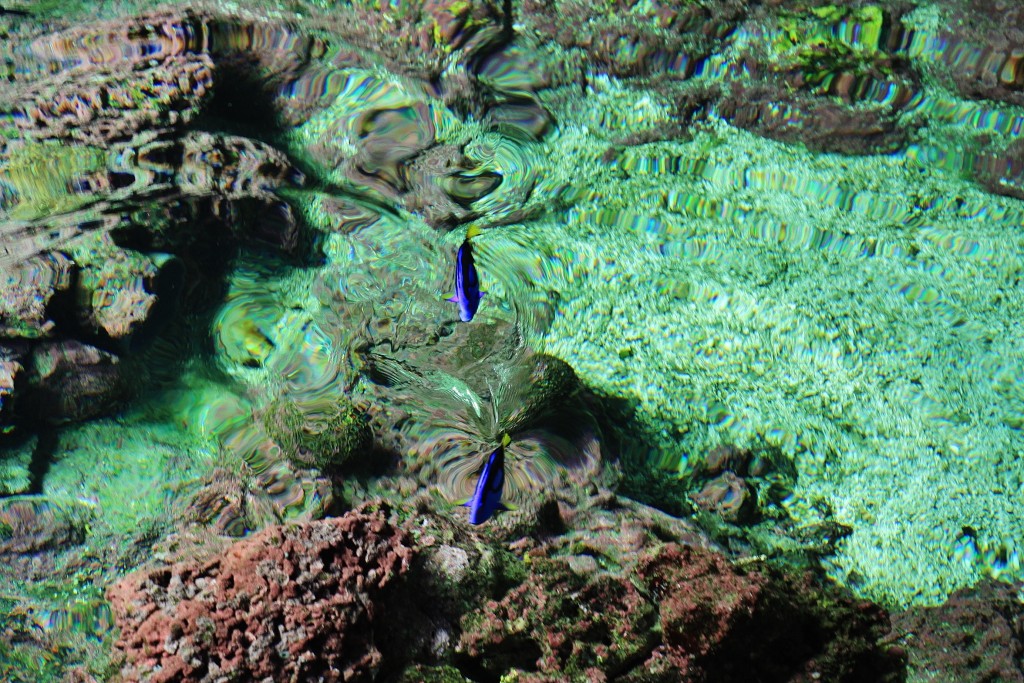 Foto: Acuario - Génova (Liguria), Italia