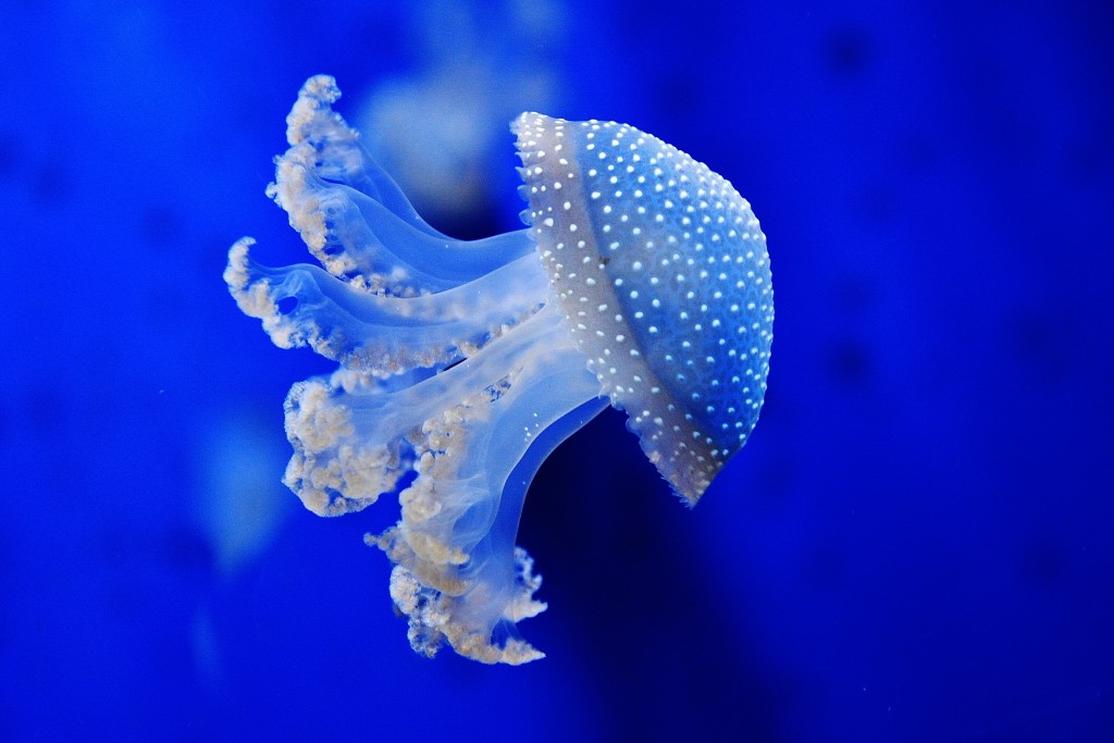 Foto: Acuario - Génova (Liguria), Italia