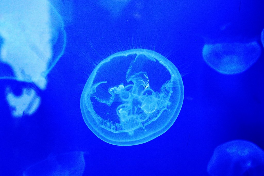 Foto: Acuario - Génova (Liguria), Italia