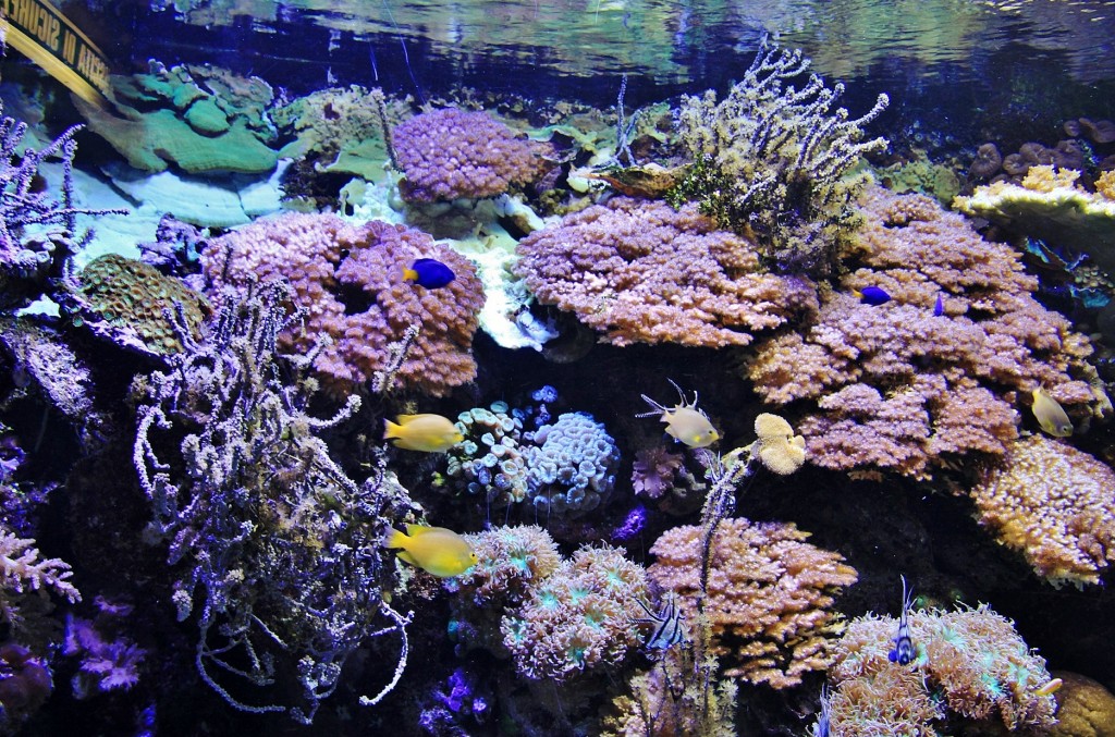 Foto: Acuario - Génova (Liguria), Italia