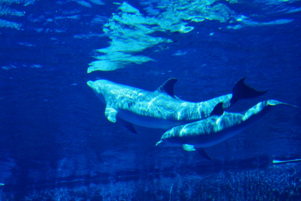 Foto: Acuario - Génova (Liguria), Italia