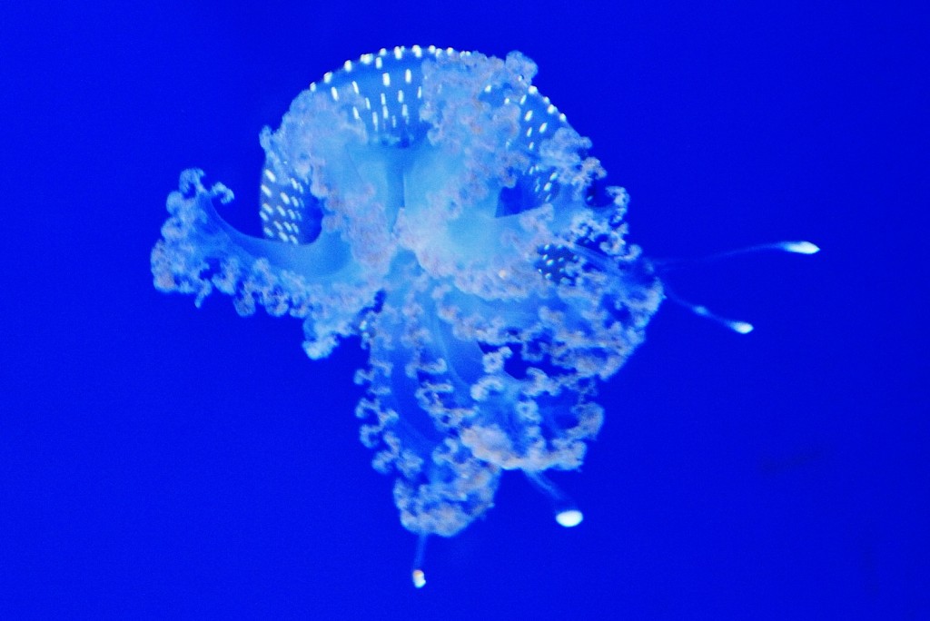 Foto: Acuario - Génova (Liguria), Italia