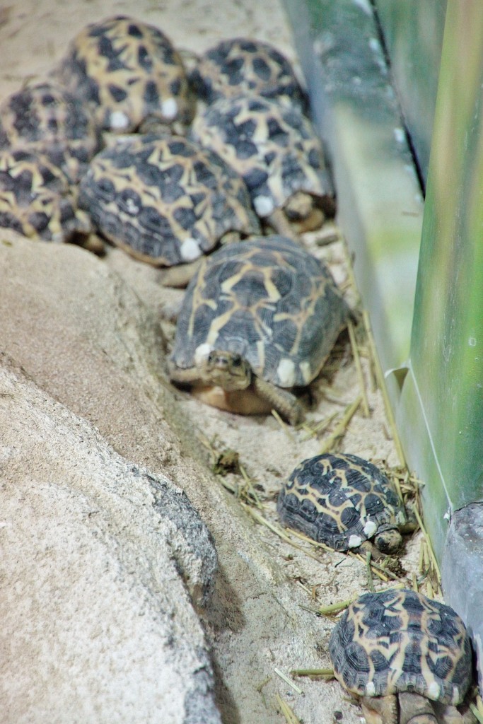 Foto: Acuario - Génova (Liguria), Italia