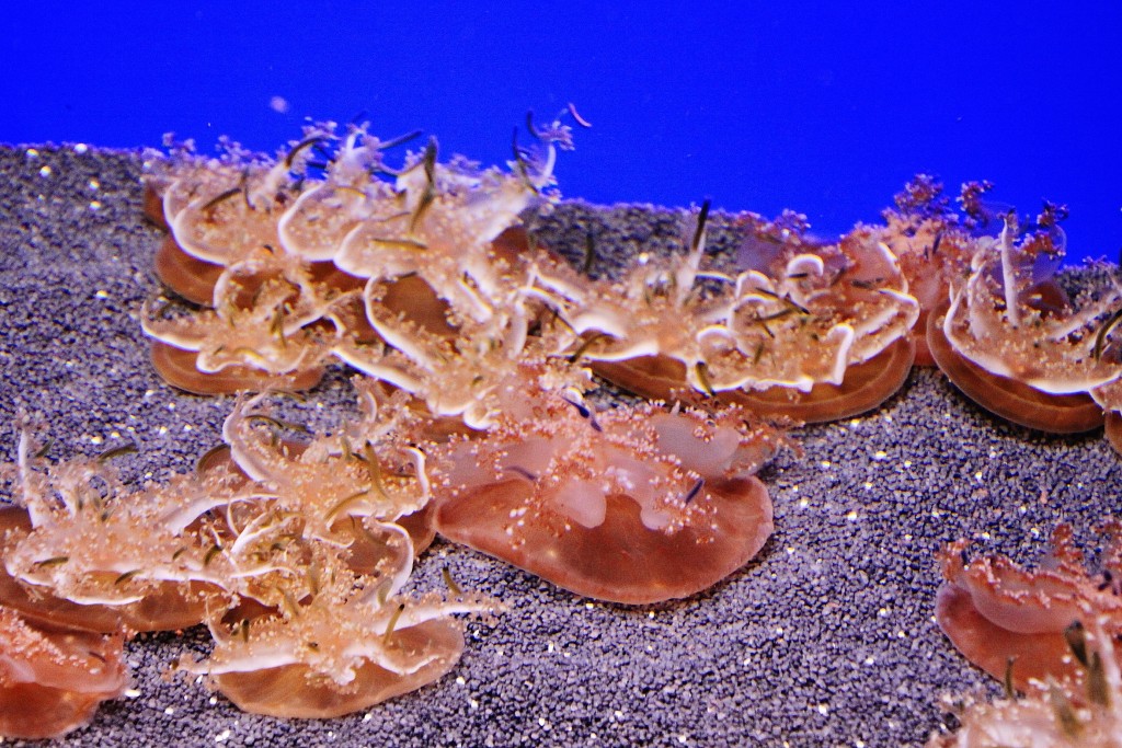 Foto: Acuario - Génova (Liguria), Italia