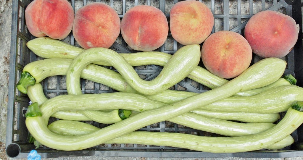 Foto: Naturaleza - Zuccarello (Liguria), Italia