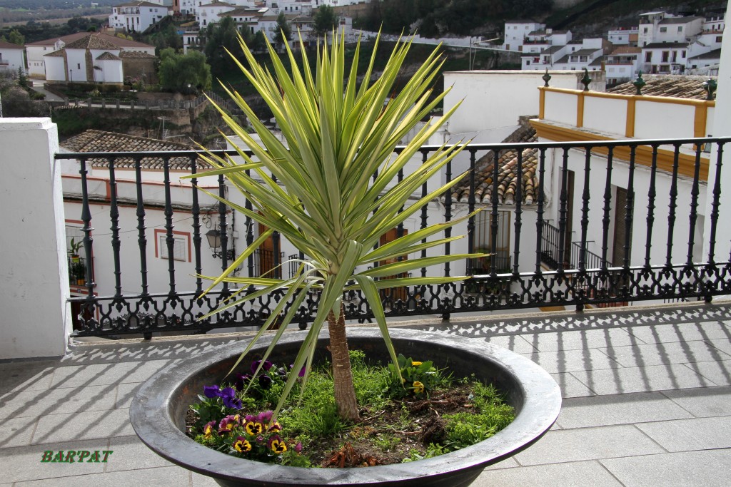 Foto de Setenil de las Bodegas (Cádiz), España