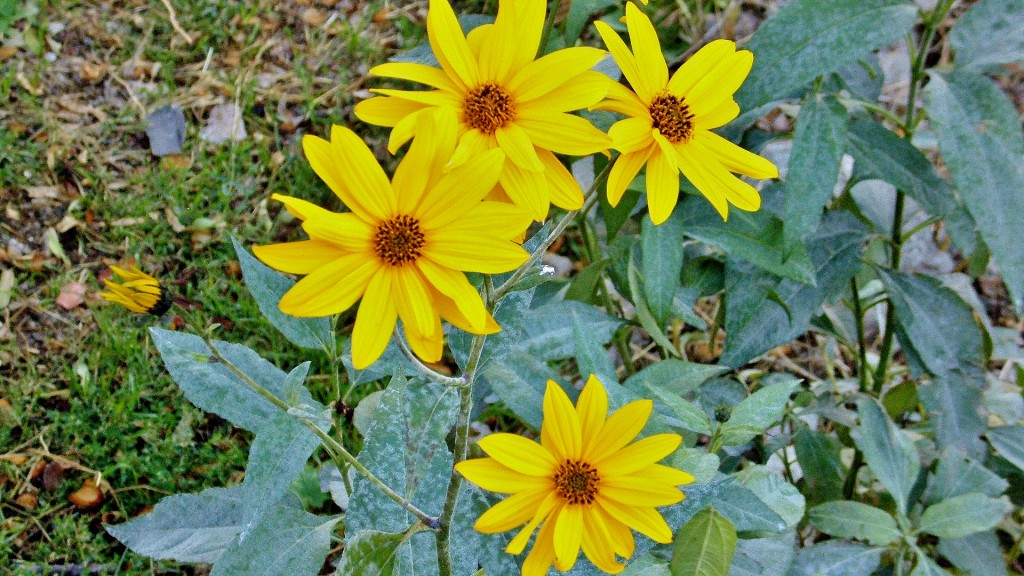 Foto: Un poco de color - Maderuelo (Segovia), España