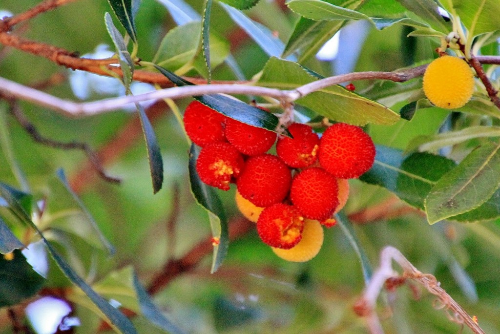 Foto: Madroños - Pedraza (Segovia), España