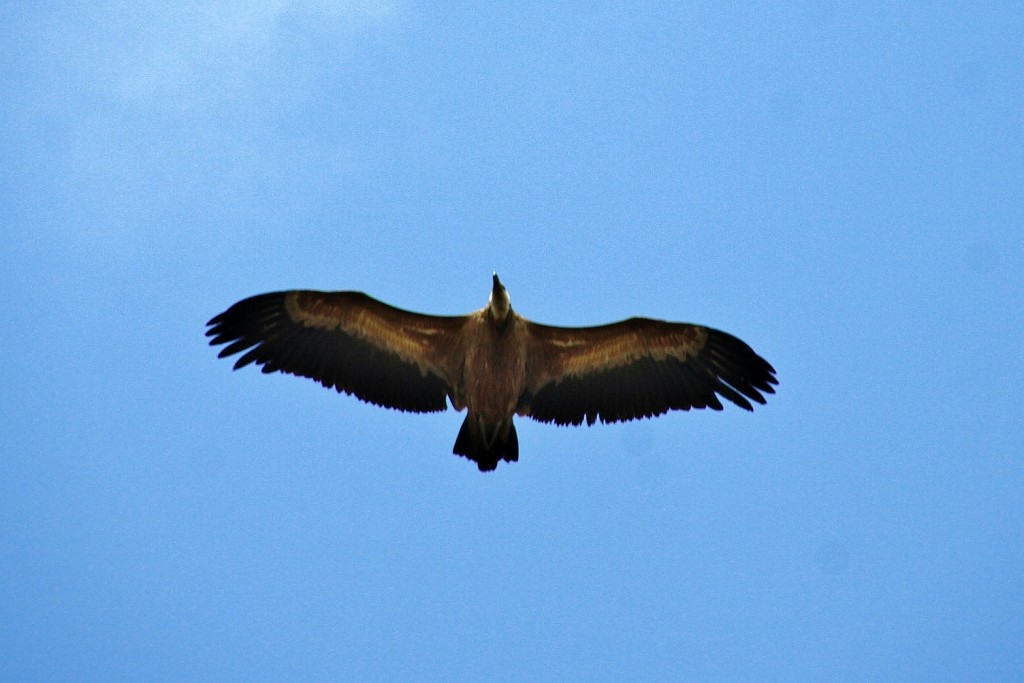 Foto: Sobrevolando el pueblo - Pedraza (Segovia), España