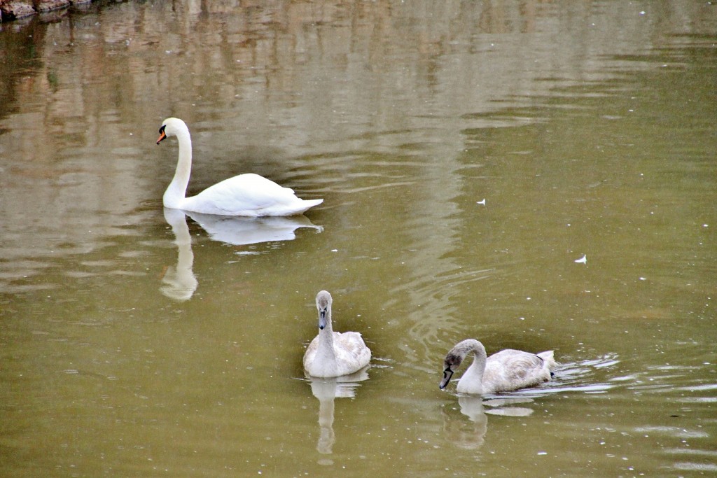 Foto: Rio Aguisejo - Ayllón (Segovia), España