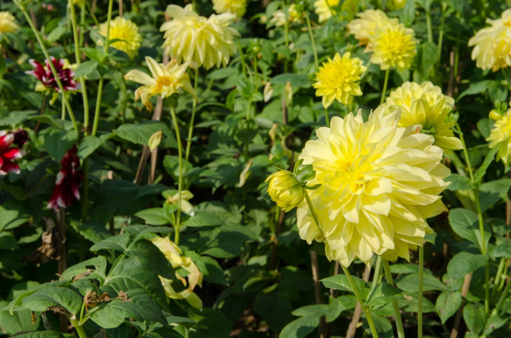 Foto: Jardin de Flores - Hanoi (Ha Nội), Vietnam