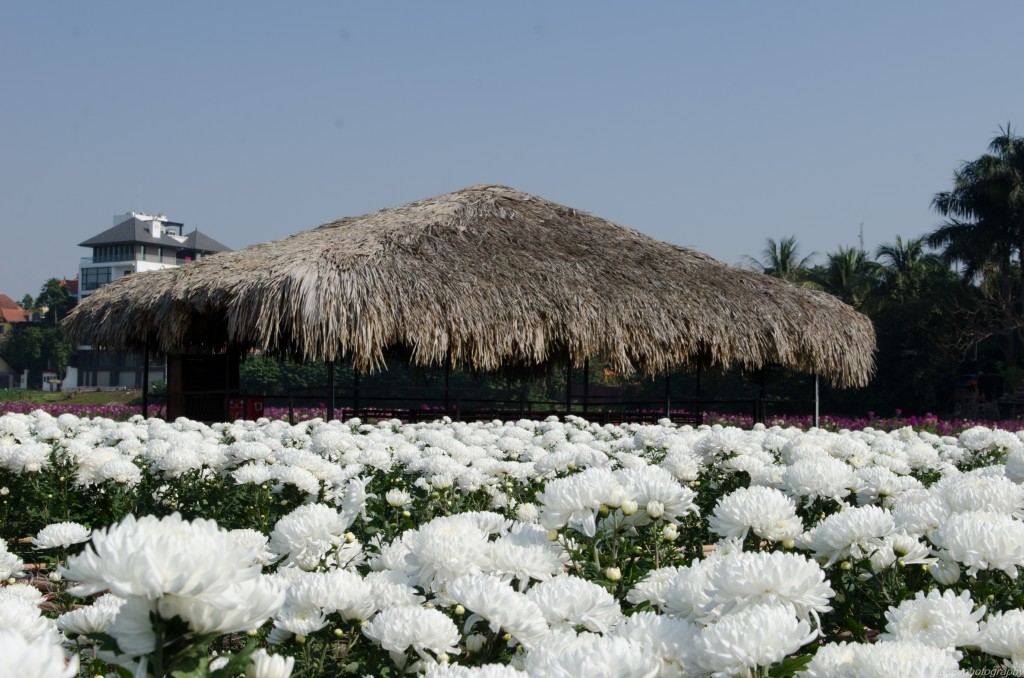 Foto: Jardin de Flores - Hanoi (Ha Nội), Vietnam