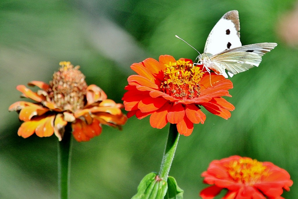 Foto: Un poco de color - Monleón (Salamanca), España