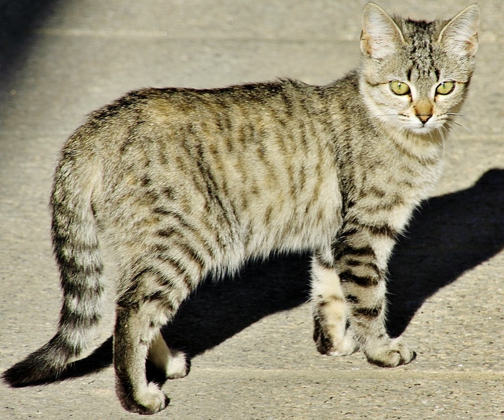 Foto: Gatito - San Felices de los Gallegos (Salamanca), España