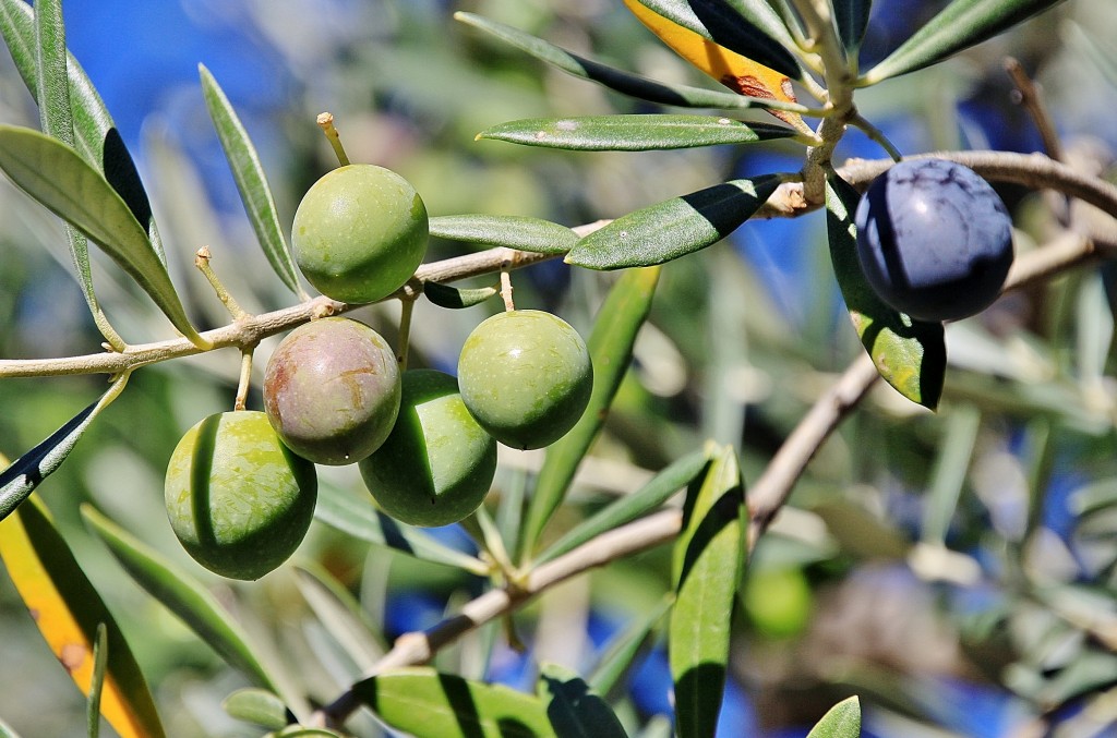 Foto: Olivo - San Felices de los Gallegos (Salamanca), España