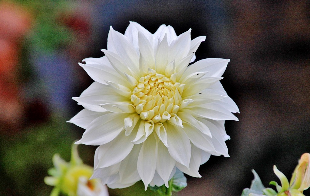Foto: Un poco de color - Monleón (Salamanca), España