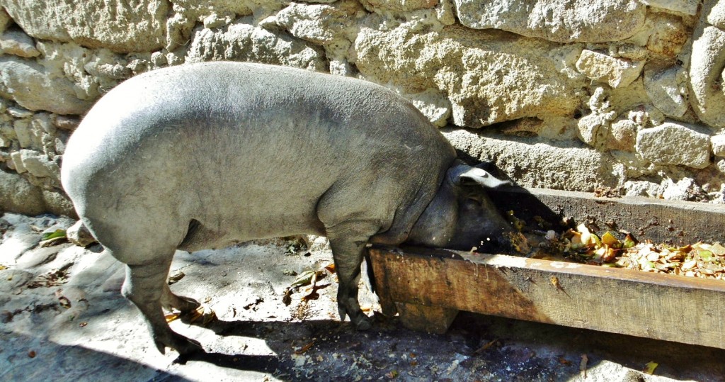 Foto: La mascota - Mogarraz (Salamanca), España