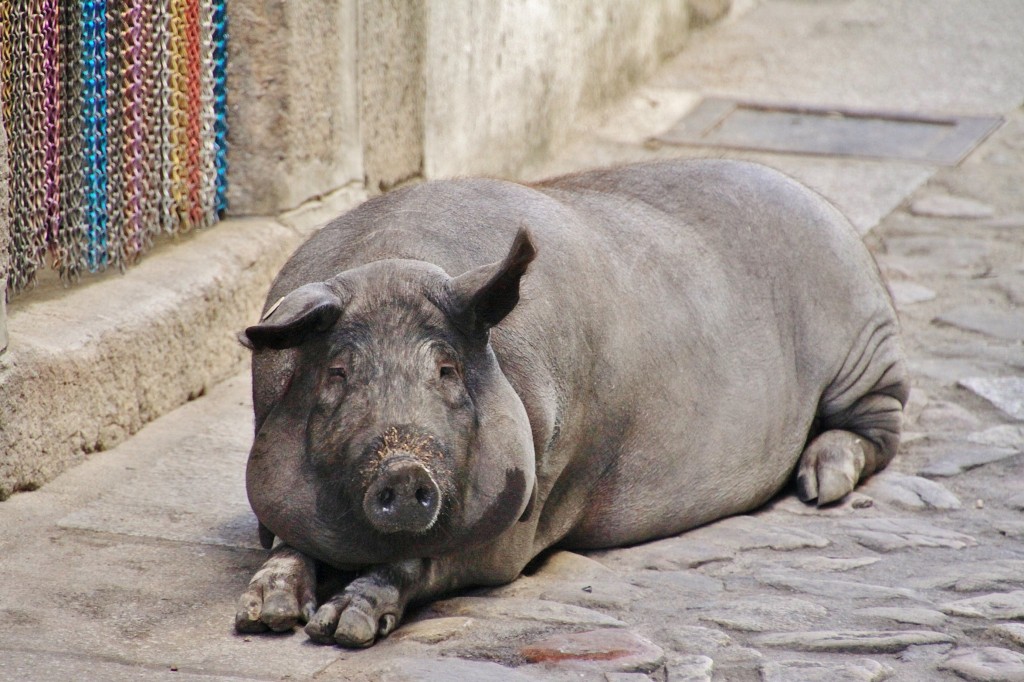 Foto: La mascota - Mogarraz (Salamanca), España