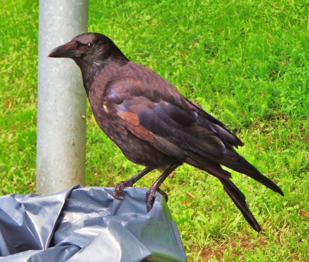 Foto: Olympiapark - München (Bavaria), Alemania