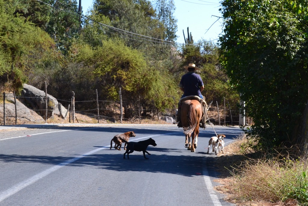 Foto de Coinco (Libertador General Bernardo OʼHiggins), Chile