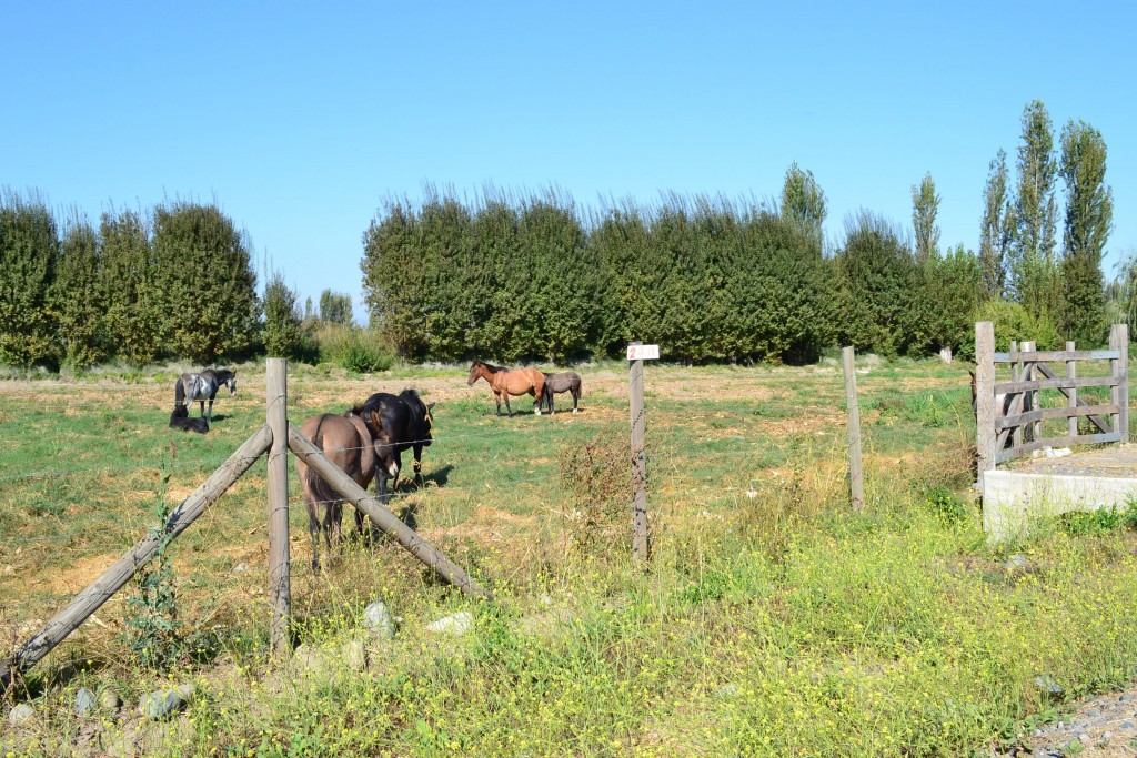 Foto de Doñihue (Libertador General Bernardo OʼHiggins), Chile