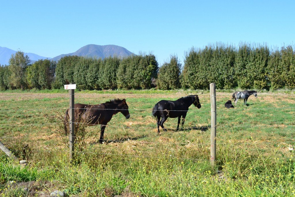 Foto de Doñihue (Libertador General Bernardo OʼHiggins), Chile