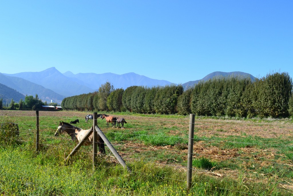 Foto de Doñihue (Libertador General Bernardo OʼHiggins), Chile