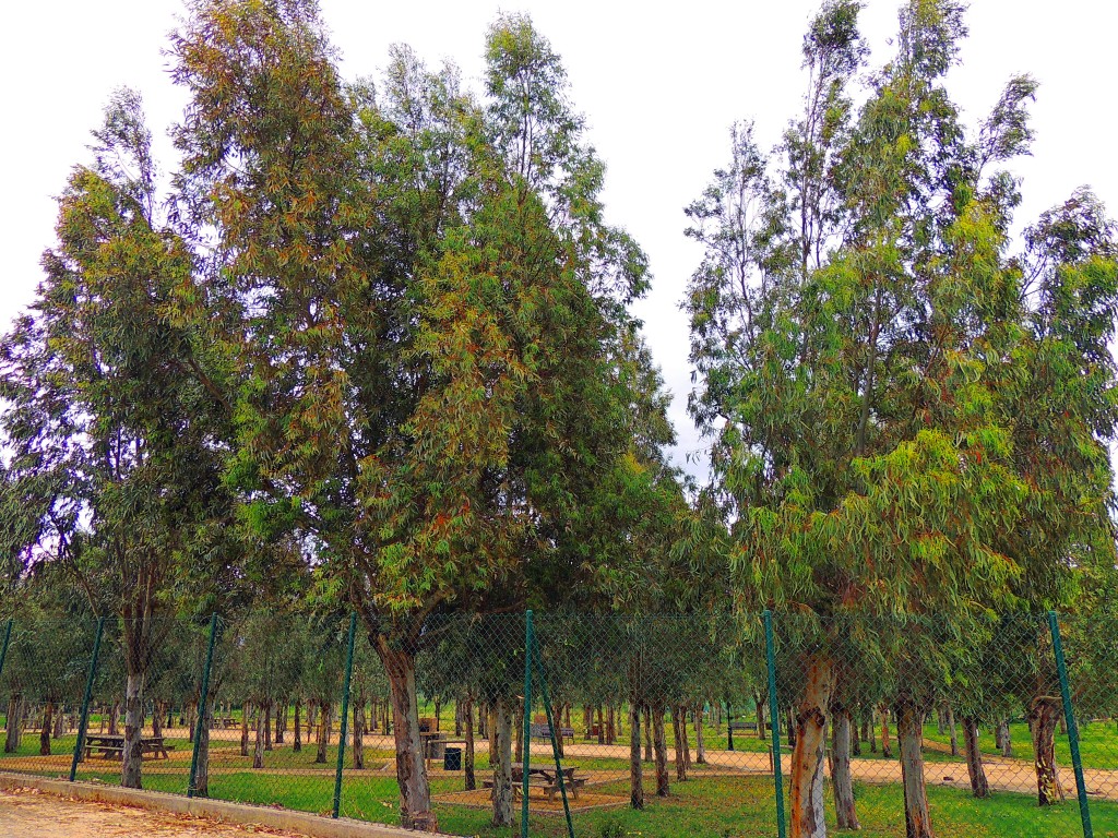 Foto de Tahivilla (Cádiz), España