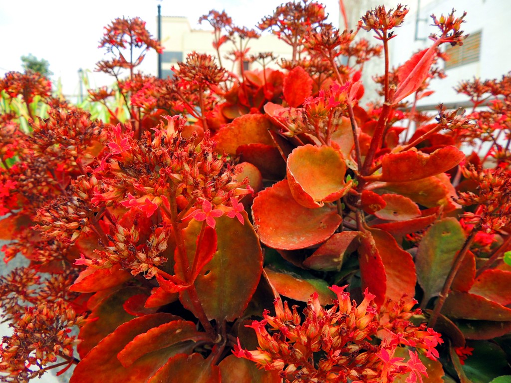 Foto de Tahivilla (Cádiz), España