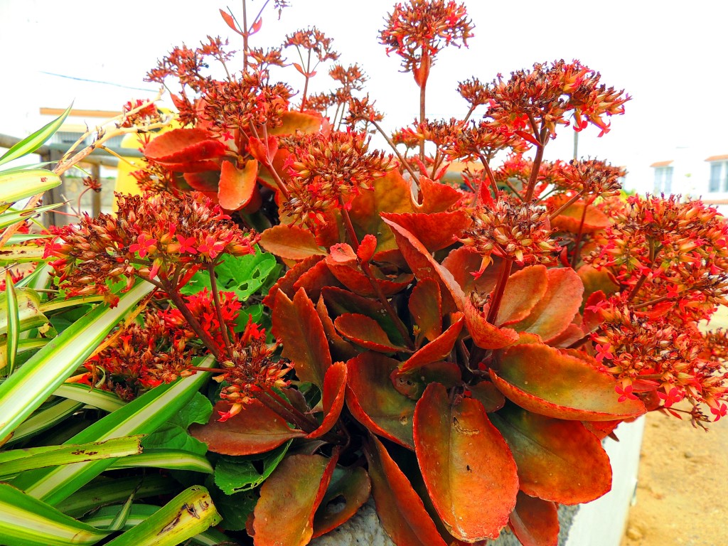 Foto de Tahivilla (Cádiz), España