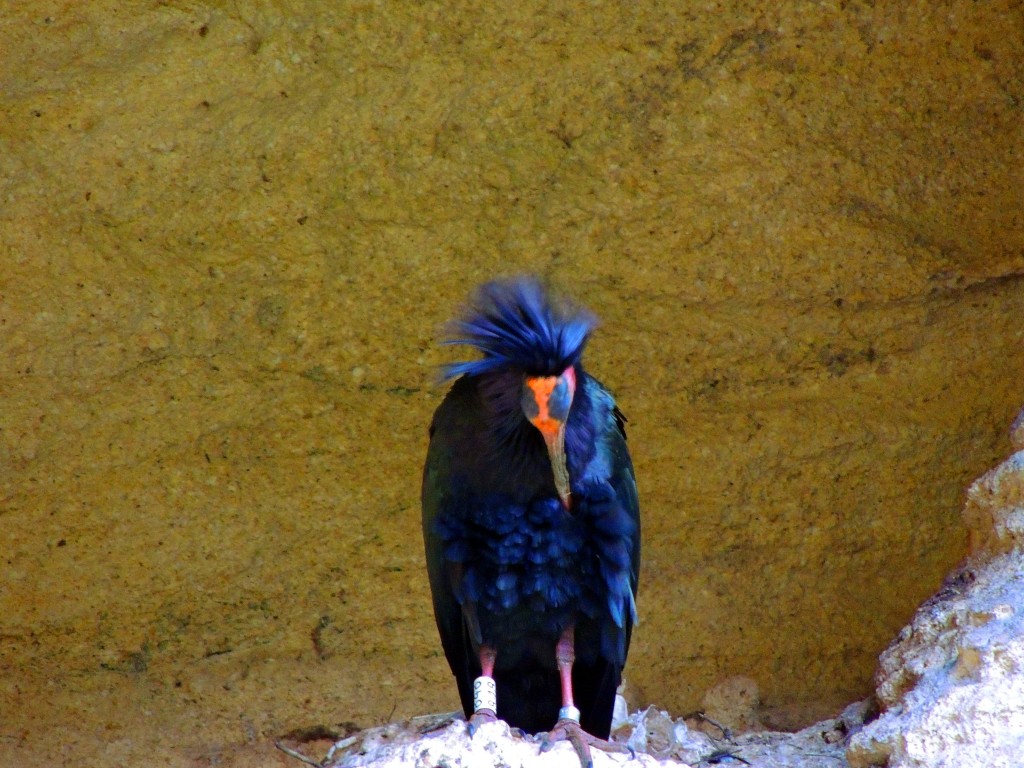 Foto: Ibis Eremitas - Vejer de la Frontera (Cádiz), España