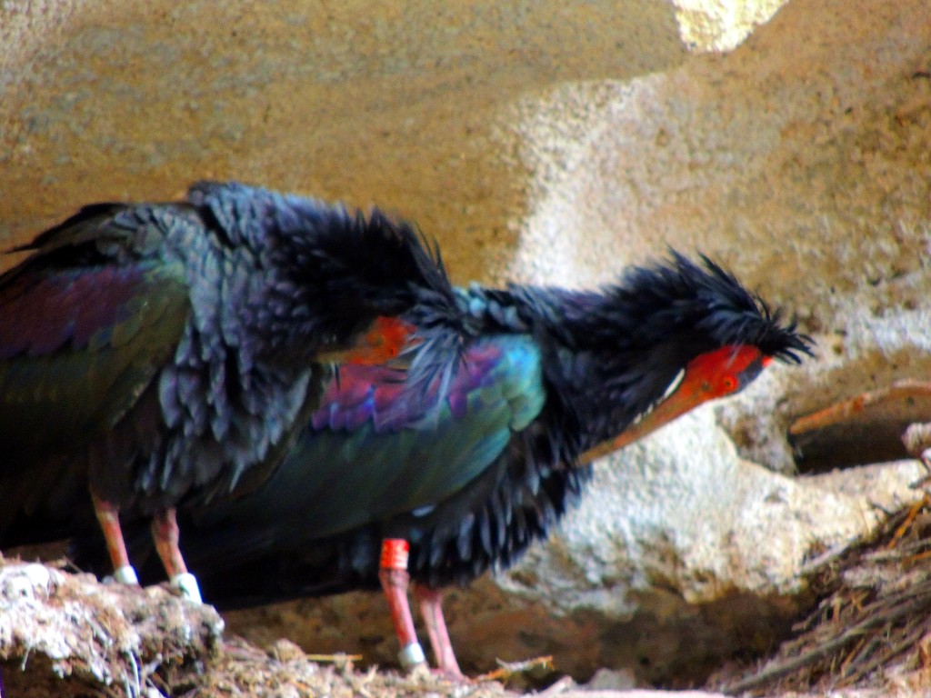 Foto: Ibis Eremitas - Vejer de la Frontera (Cádiz), España
