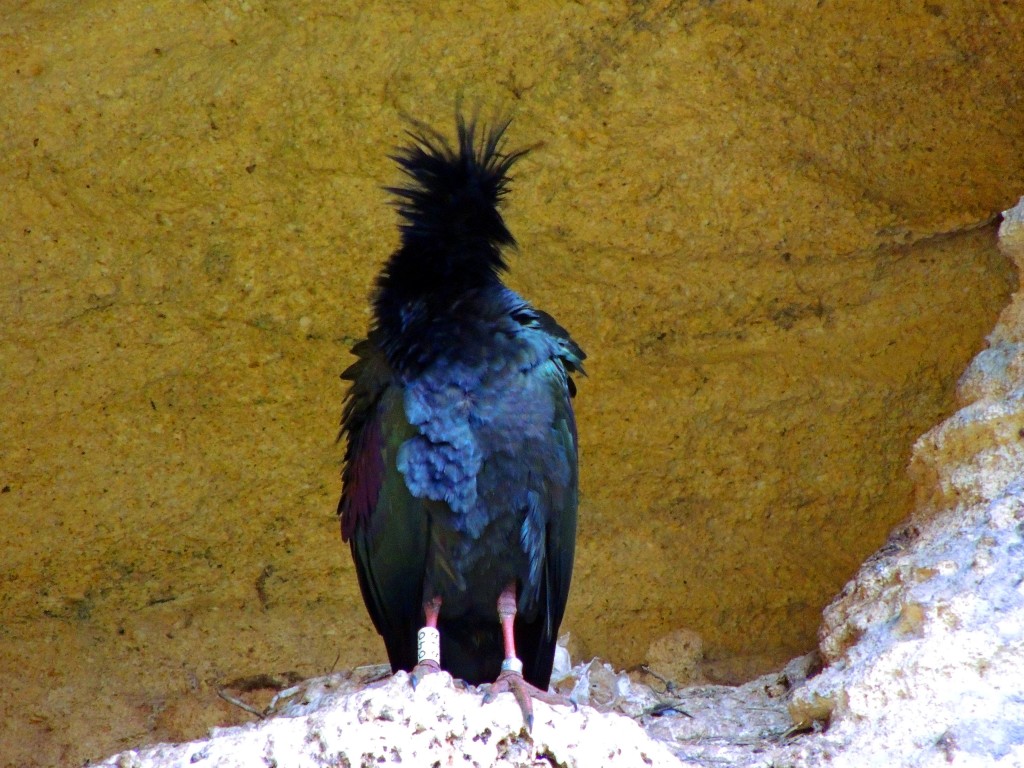Foto: Ibis Eremitas - Vejer de la Frontera (Cádiz), España