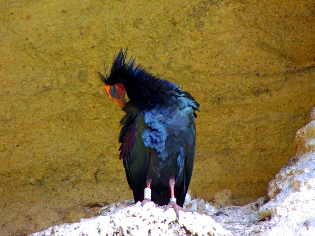 Foto: Ibis Eremitas - Vejer de la Frontera (Cádiz), España