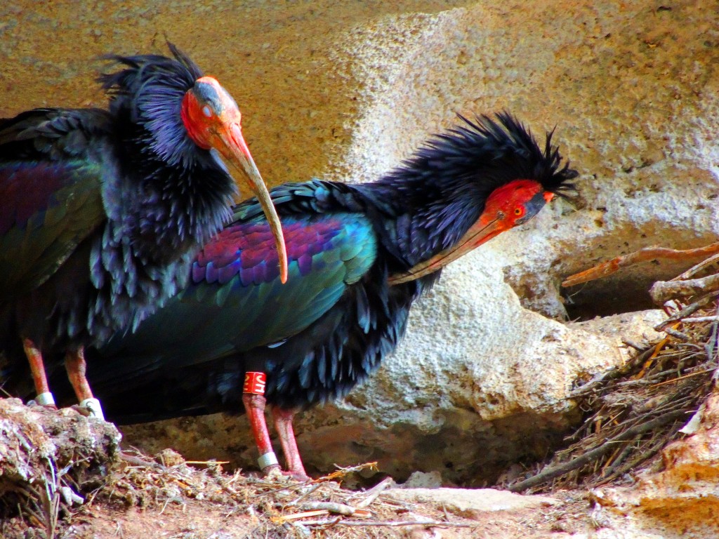 Foto: Ibis Eremitas - Vejer de la Frontera (Cádiz), España